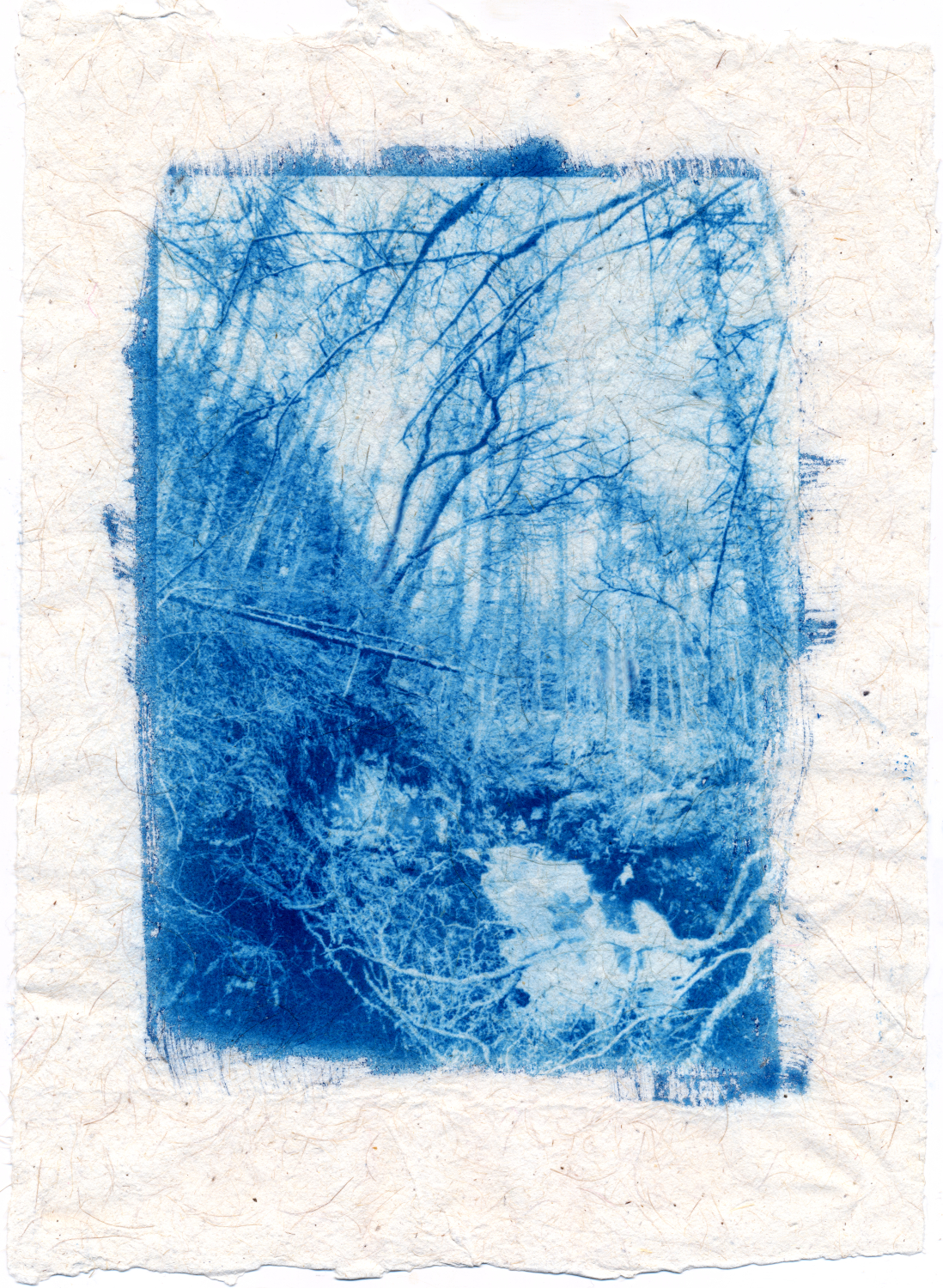 The New Cyanotype Process