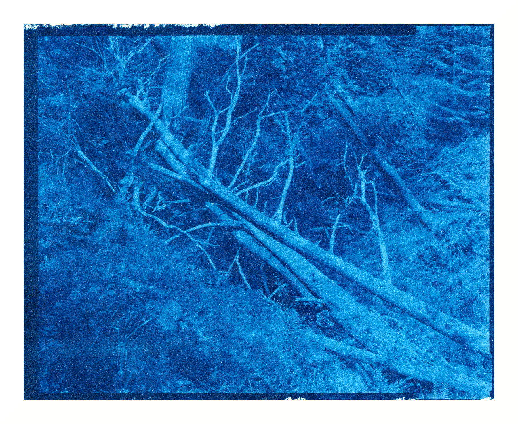 The New Cyanotype Process