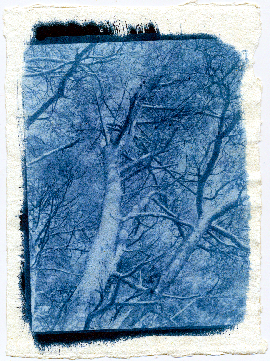 The New Cyanotype Process