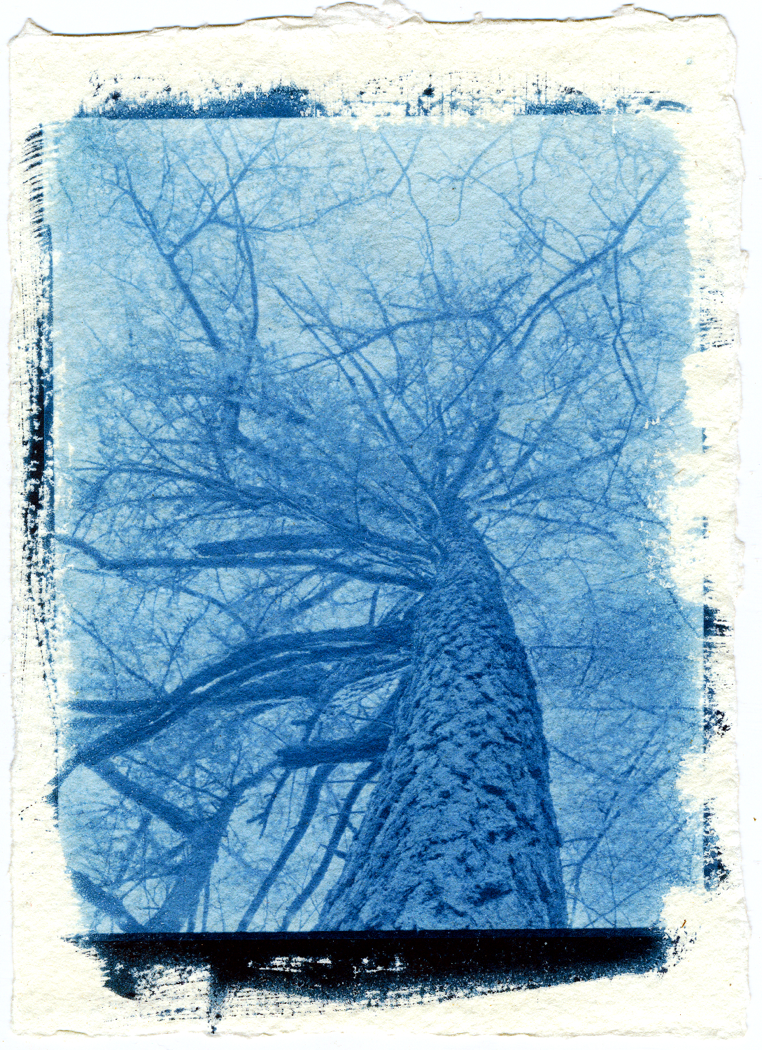 The New Cyanotype Process