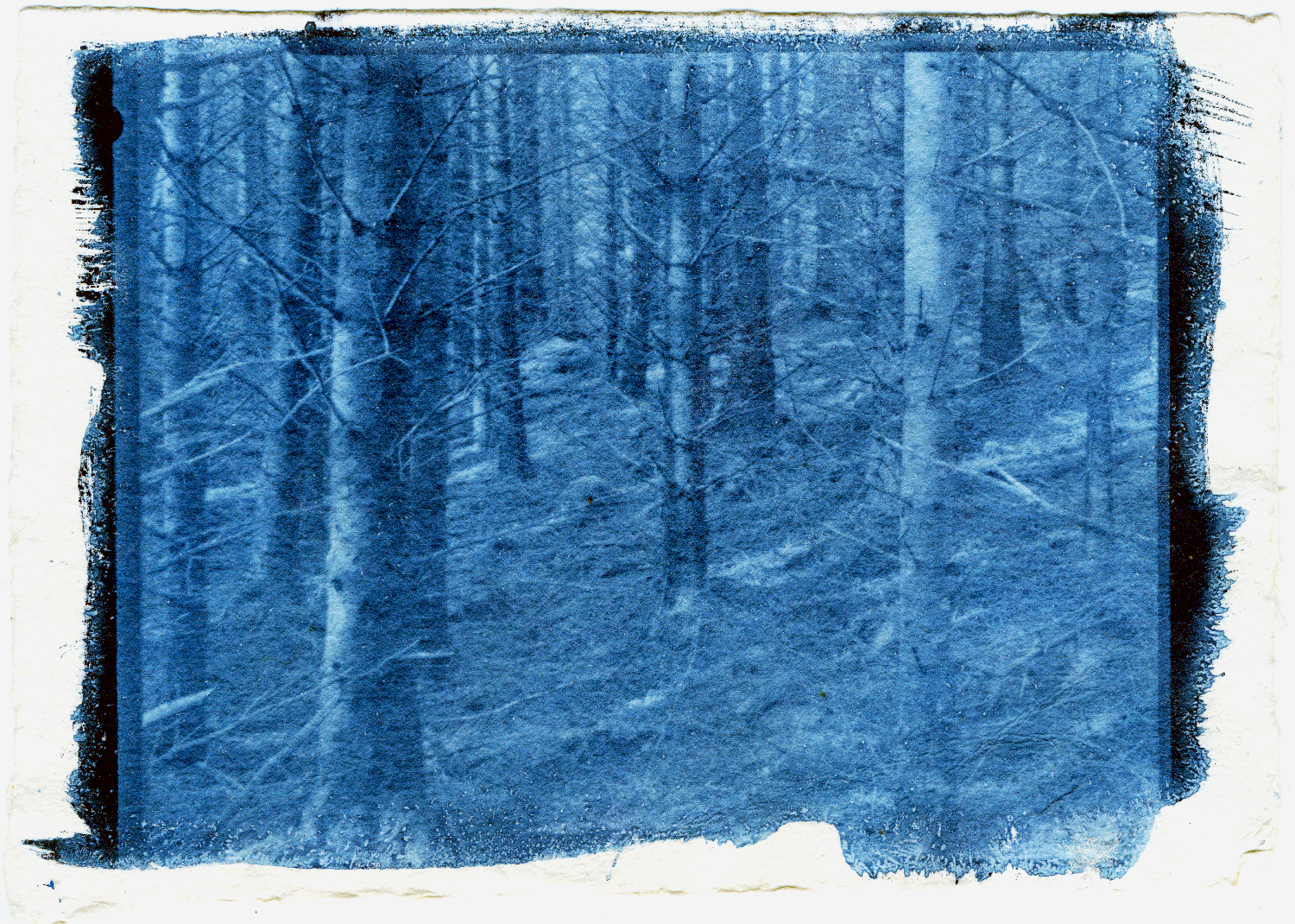 The New Cyanotype Process